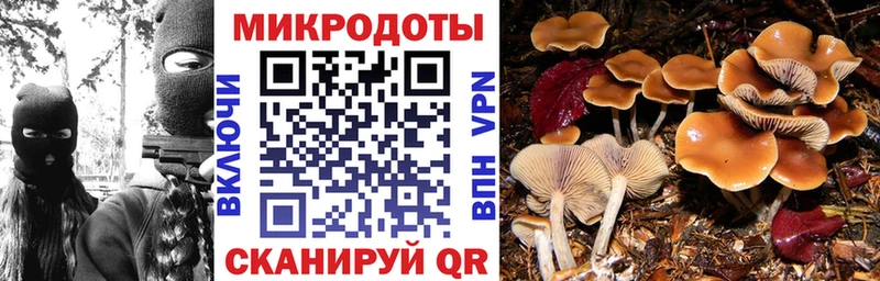 где купить наркоту  Волжский  Галлюциногенные грибы Psilocybine cubensis 